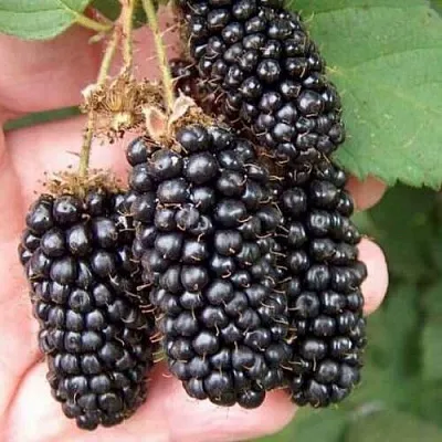 Ежевика ЛОХ НЕСС бесшипная  Ежевика ЛОХ НЕСС бесшипная в Владивостоке