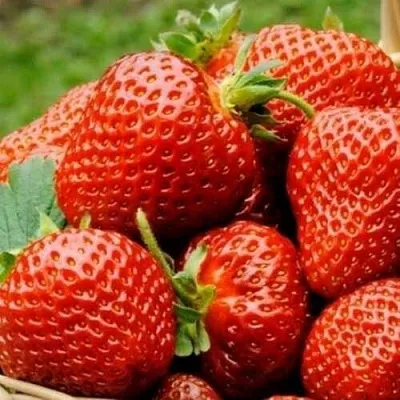 Клубника ФЛОРЕНС  Клубника ФЛОРЕНС в Владивостоке