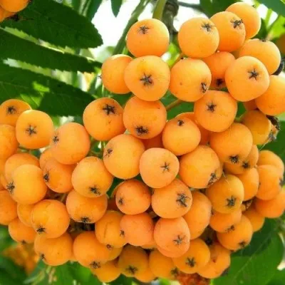 Рябина НЕВЕЖИНСКАЯ ЖЕЛТАЯ сладкоплодная — описание сорта Рябина НЕВЕЖИНСКАЯ ЖЕЛТАЯ сладкоплодная в Владивостоке