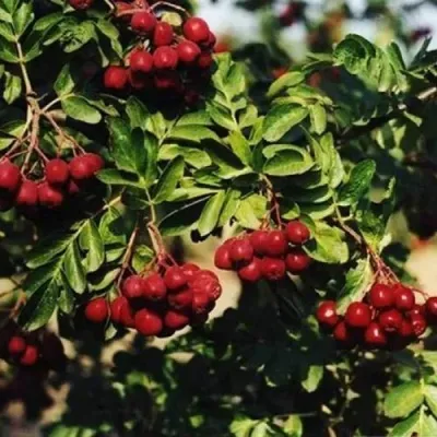 Рябина РУБИНОВАЯ сладкоплодная — описание сорта Рябина РУБИНОВАЯ сладкоплодная в Владивостоке