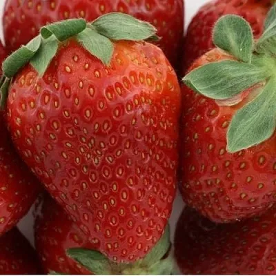 Клубника ФЛАМИНИЯ  Клубника ФЛАМИНИЯ в Владивостоке