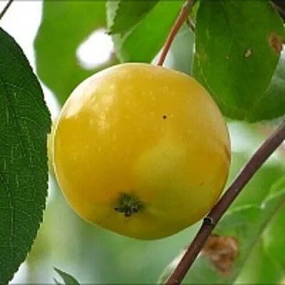 Яблоня КИТАЙКА ЖЁЛТАЯ колонновидная  Яблоня КИТАЙКА ЖЁЛТАЯ колонновидная в Владивостоке