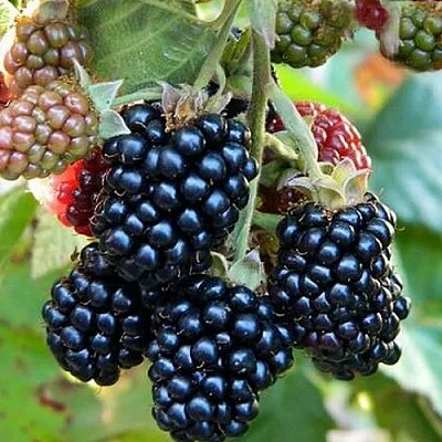 Ежевика ОУАЧИТА бесшипная  Ежевика ОУАЧИТА бесшипная в Владивостоке