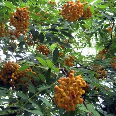 Рябина НЕВЕЖИНСКАЯ ЖЕЛТАЯ сладкоплодная — описание сорта Рябина НЕВЕЖИНСКАЯ ЖЕЛТАЯ сладкоплодная в Владивостоке