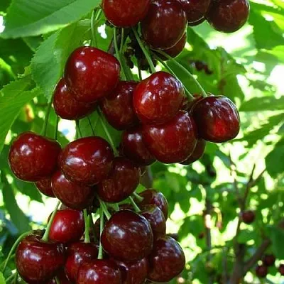 Вишня ВОСТОРГ колонновидная  Вишня ВОСТОРГ колонновидная в Владивостоке