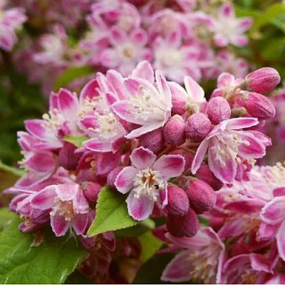 Дейция СТРОБЕРРИ ФИЛДС   Дейция СТРОБЕРРИ ФИЛДС  в Владивостоке