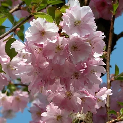 Вишня АККОЛЕЙД цветущая  Вишня АККОЛЕЙД цветущая в Владивостоке