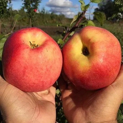 Яблоня КОВРОВОЕ стелющаяся  Яблоня КОВРОВОЕ стелющаяся в Владивостоке