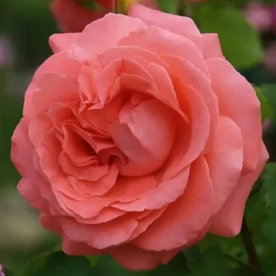 Саженцы роз ДИДИ БРИДЖУОТЕР плетистая  Саженцы роз ДИДИ БРИДЖУОТЕР плетистая в Владивостоке