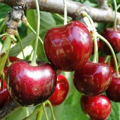 Черешня САШЕНЬКА  Черешня САШЕНЬКА в Владивостоке