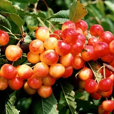 Черешня БЮТТНЕРА КРАСНАЯ  Черешня БЮТТНЕРА КРАСНАЯ в Владивостоке