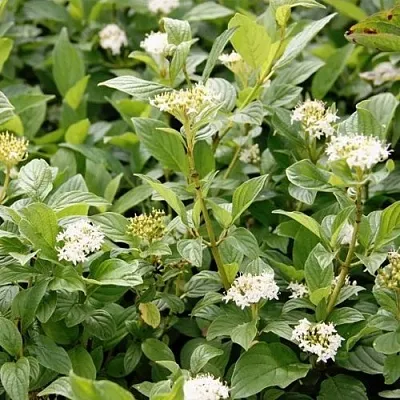 Дерен ФЛАВИРАМЕА отпрысковый   Дерен ФЛАВИРАМЕА отпрысковый  в Владивостоке