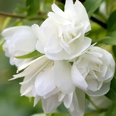 Жасмин МАНТО Д’ЭРМИН в Владивостоке