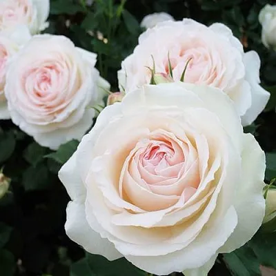 Саженцы роз ПАЛЕ РОЯЛЬ плетистая  Саженцы роз ПАЛЕ РОЯЛЬ плетистая в Владивостоке