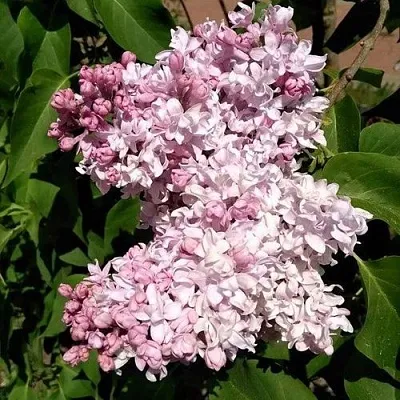 Сирень МИЛОСЕРДИЕ  Сирень МИЛОСЕРДИЕ в Владивостоке