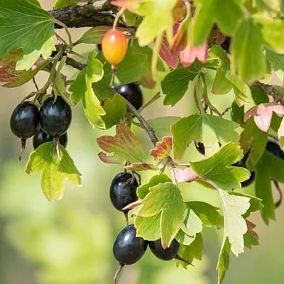 Смородина золотистая БЛЭЙКСТ в Владивостоке