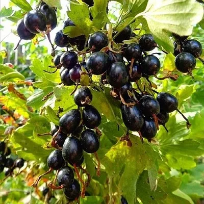 Смородина золотистая ОВАЛЬНАЯ  Смородина золотистая ОВАЛЬНАЯ в Владивостоке