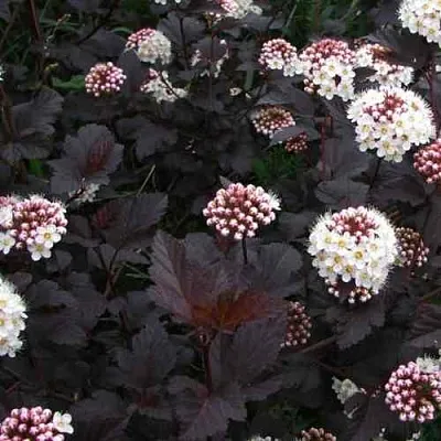 Пузыреплодник ДИАБЛО  Пузыреплодник ДИАБЛО в Владивостоке