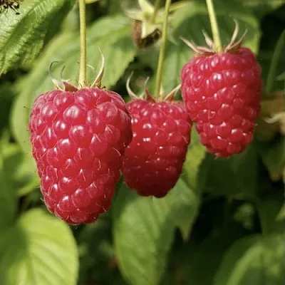 Малина МАПЕМА   Малина МАПЕМА  в Владивостоке