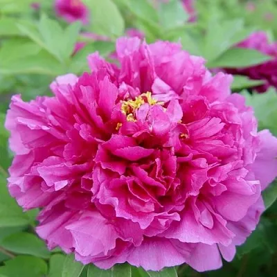 Пион ЛИЛОВАЯ ФАНТАЗИЯ древовидный в Владивостоке