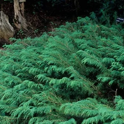 Микробиота в Владивостоке