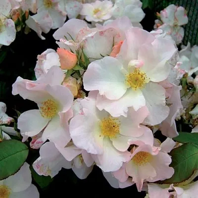 Саженцы роз САЛЛИ ХОЛМС мускусная в Владивостоке