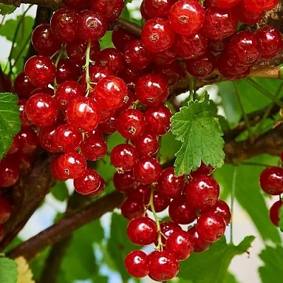 Смородина красная НАТАЛИ  Смородина красная НАТАЛИ в Владивостоке