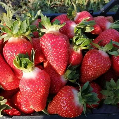 Клубника ЛЮЧИЯ  Клубника ЛЮЧИЯ в Владивостоке