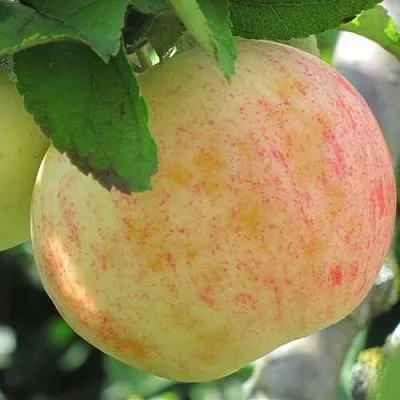 Яблоня ЛЕТНЕЕ СЛАДКОЕ  Яблоня ЛЕТНЕЕ СЛАДКОЕ в Владивостоке