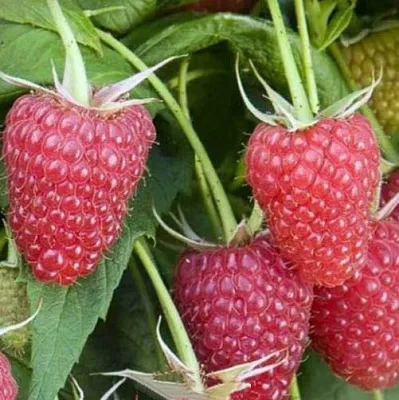 Малина ЕВРАЗИЯ  Малина ЕВРАЗИЯ в Владивостоке