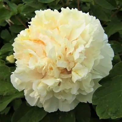 Пион НЕЖНЫЙ ГОЛОС древовидный в Владивостоке