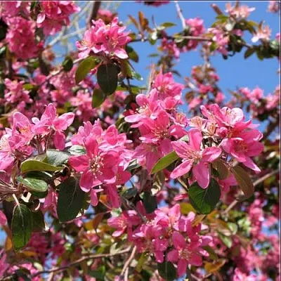 Яблоня ХЕЛЕНА декоративная  Яблоня ХЕЛЕНА декоративная в Владивостоке