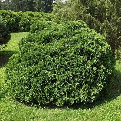 Туя УМБРАКУЛИФЕРА западная  Туя УМБРАКУЛИФЕРА западная в Владивостоке