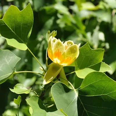 ЛИРИОДЕНДРОН тюльпанный  ЛИРИОДЕНДРОН тюльпанный в Владивостоке