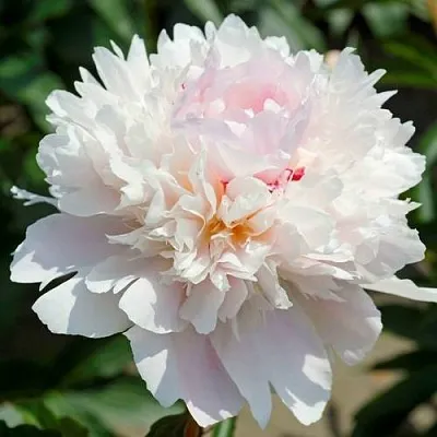 Пион АЛЕРТИ травянистый  Пион АЛЕРТИ травянистый в Владивостоке