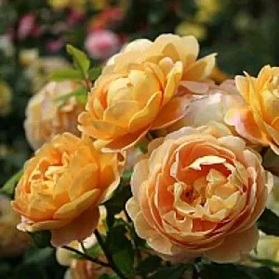 Саженцы роз ГОЛДЕН СЕЛЕБРЕЙШЕН английская  Саженцы роз ГОЛДЕН СЕЛЕБРЕЙШЕН английская в Владивостоке