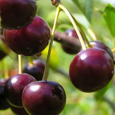 Вишня ЛИВЕНСКАЯ  Вишня ЛИВЕНСКАЯ в Владивостоке