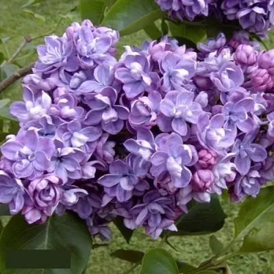 Сирень АМИ ШОТТ в Владивостоке