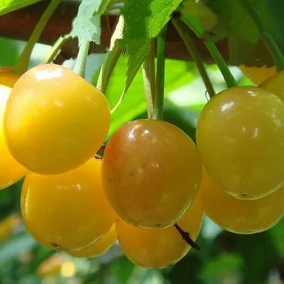 Черешня ЯНТАРНАЯ  Черешня ЯНТАРНАЯ в Владивостоке