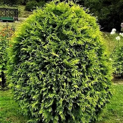 Туя ТИП ТОП западная  Туя ТИП ТОП западная в Владивостоке