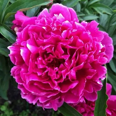 Пион КАРЛ РОЗЕНФЕЛЬД травянистый  Пион КАРЛ РОЗЕНФЕЛЬД травянистый в Владивостоке