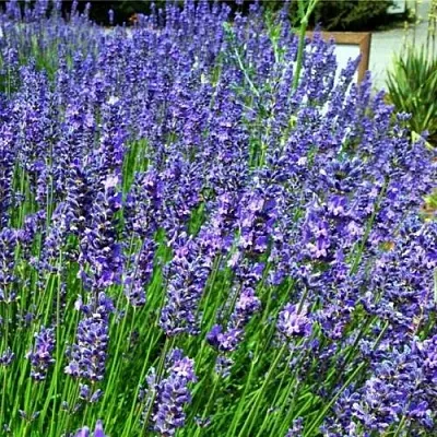 Лаванда ФЕНОМЕНАЛ узколистная  Лаванда ФЕНОМЕНАЛ узколистная в Владивостоке