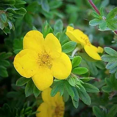 Лапчатка ГОЛДСТАР кустарниковая  Лапчатка ГОЛДСТАР кустарниковая в Владивостоке