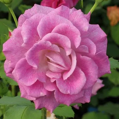 Саженцы роз ВИОЛЕТТА чайно-гибридная в Владивостоке