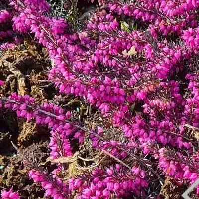 ЭРИКА "АЛЬПИЙСКИЙ ВЕРЕСК" (зимующая) сорт АТРОРУБРА  ЭРИКА "АЛЬПИЙСКИЙ ВЕРЕСК" (зимующая) сорт АТРОРУБРА в Владивостоке