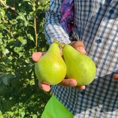 Груша ЗАРЕЧНАЯ КОМПАКТНАЯ  Груша ЗАРЕЧНАЯ КОМПАКТНАЯ в Владивостоке