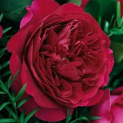 Саженцы роз КЕЙТ английская  Саженцы роз КЕЙТ английская в Владивостоке