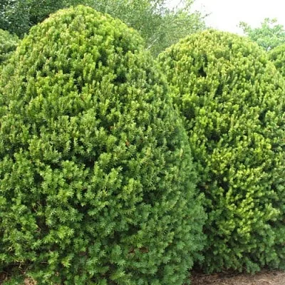 Тис в Владивостоке