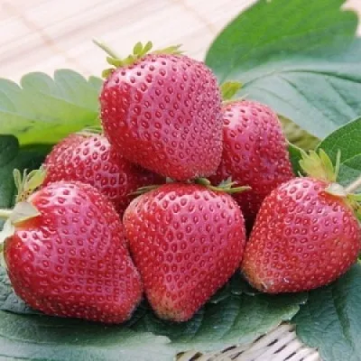 Клубника ВИМА КСИМА  Клубника ВИМА КСИМА в Владивостоке