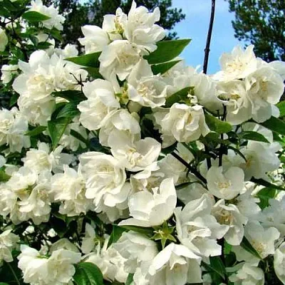 Жасмин ДЕНИСКИНЫ РАССКАЗЫ  Жасмин ДЕНИСКИНЫ РАССКАЗЫ в Владивостоке